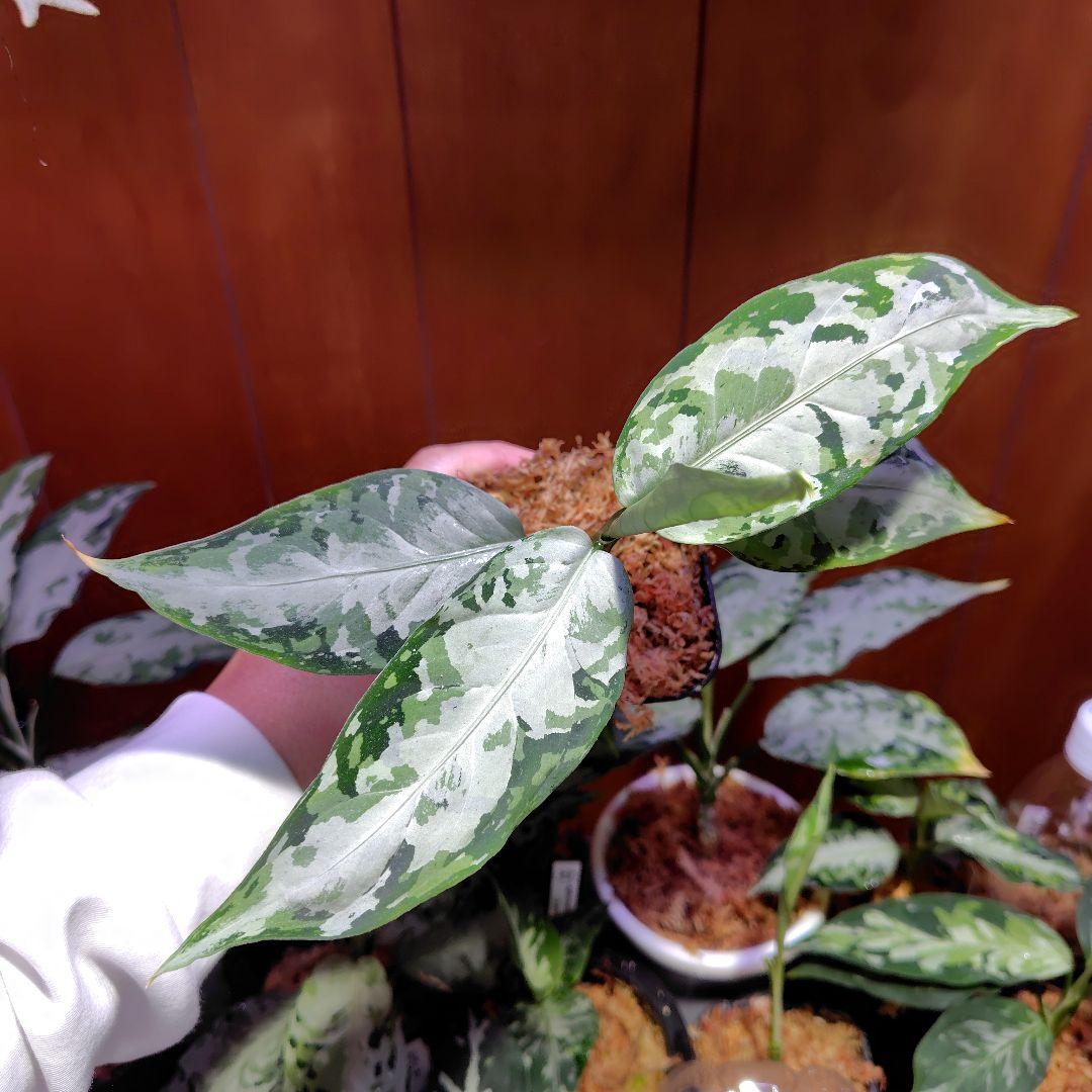 柳緑花紅 Aglaonema pictum アグラオネマピクタム - メルカリ