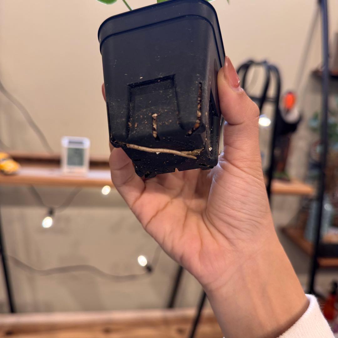 45 モンステラ デリシオーサ バルバソー 斑入り 希少モンステラ TC順化