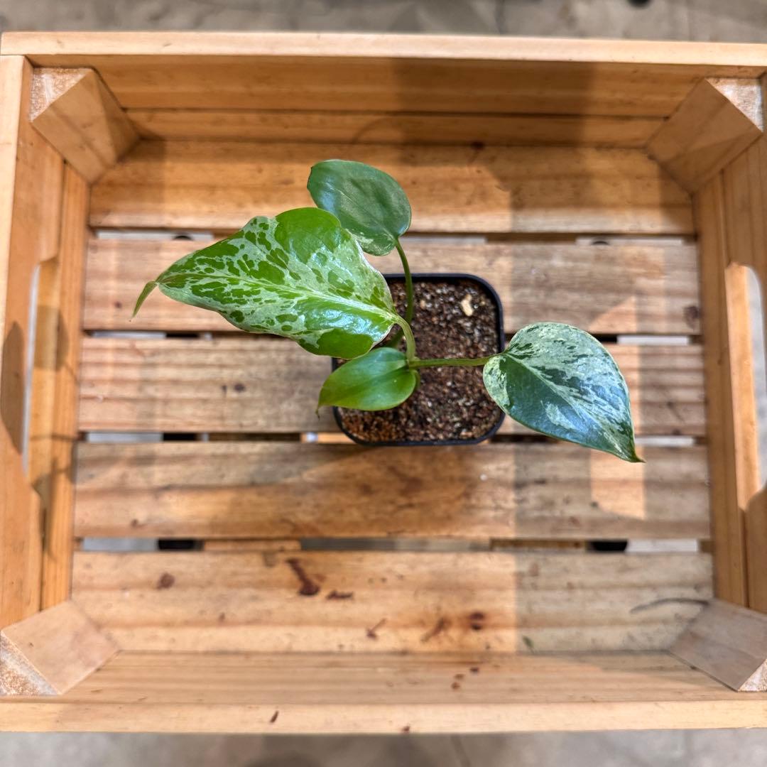 45 モンステラ デリシオーサ バルバソー 斑入り 希少モンステラ TC順化