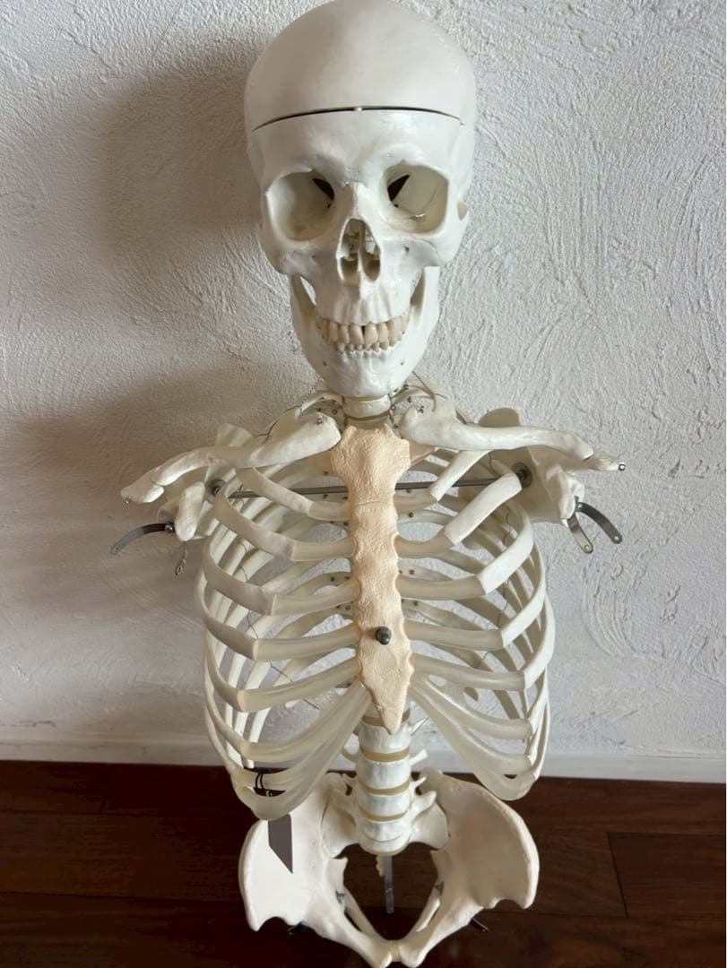 3B “スタン” 標準型骨格モデル A10 美品