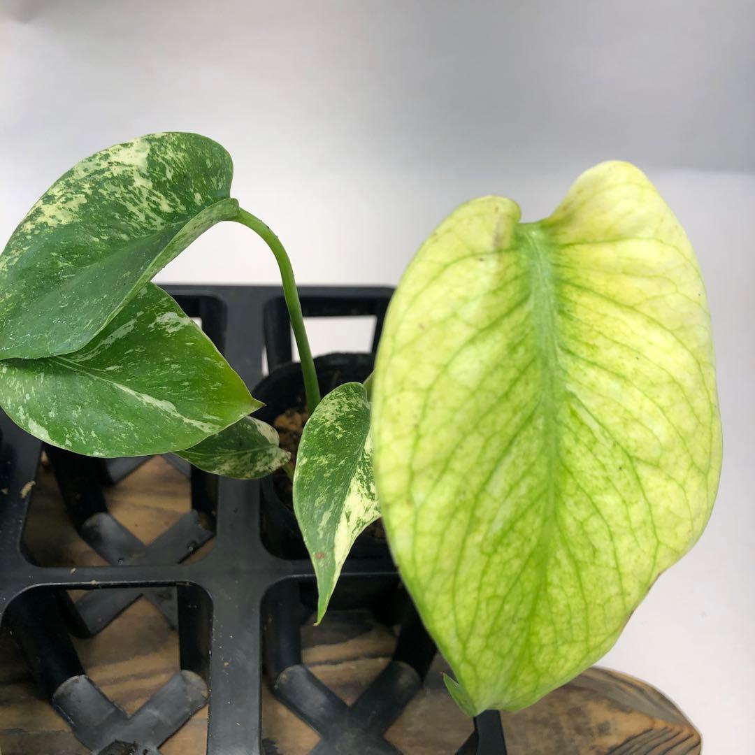 MS109 白怪兽 ホワイトモンスター 天津蘭 モンステラ斑入り