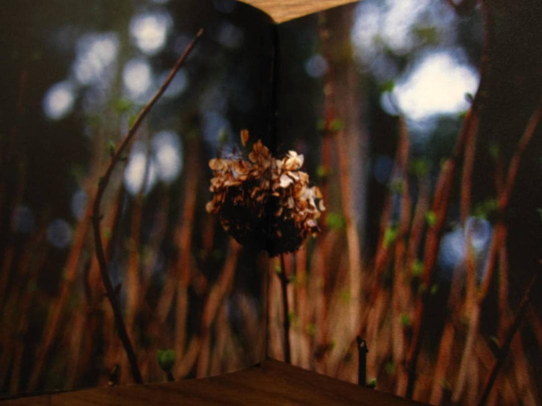 Saturno / Edu Monteiro　エドゥ・モンテイロ　私家版