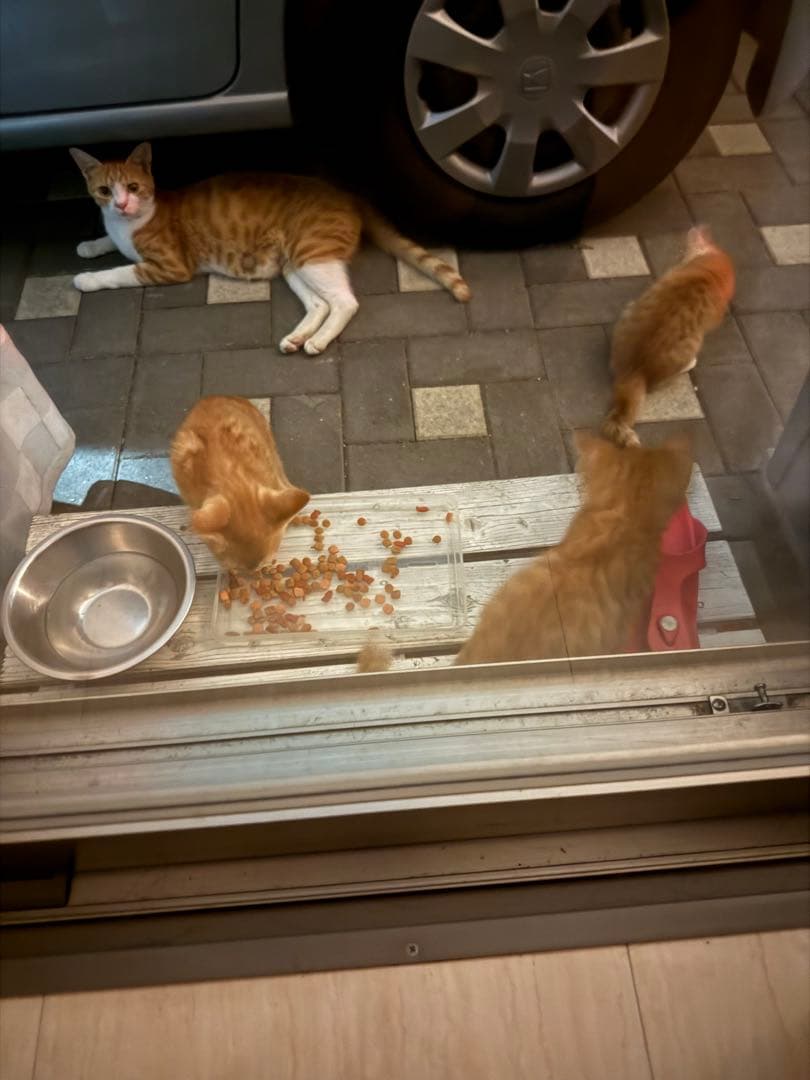 今月中2,000円値下げ！シュアライン2 パルティール 遠赤外線 ドーム