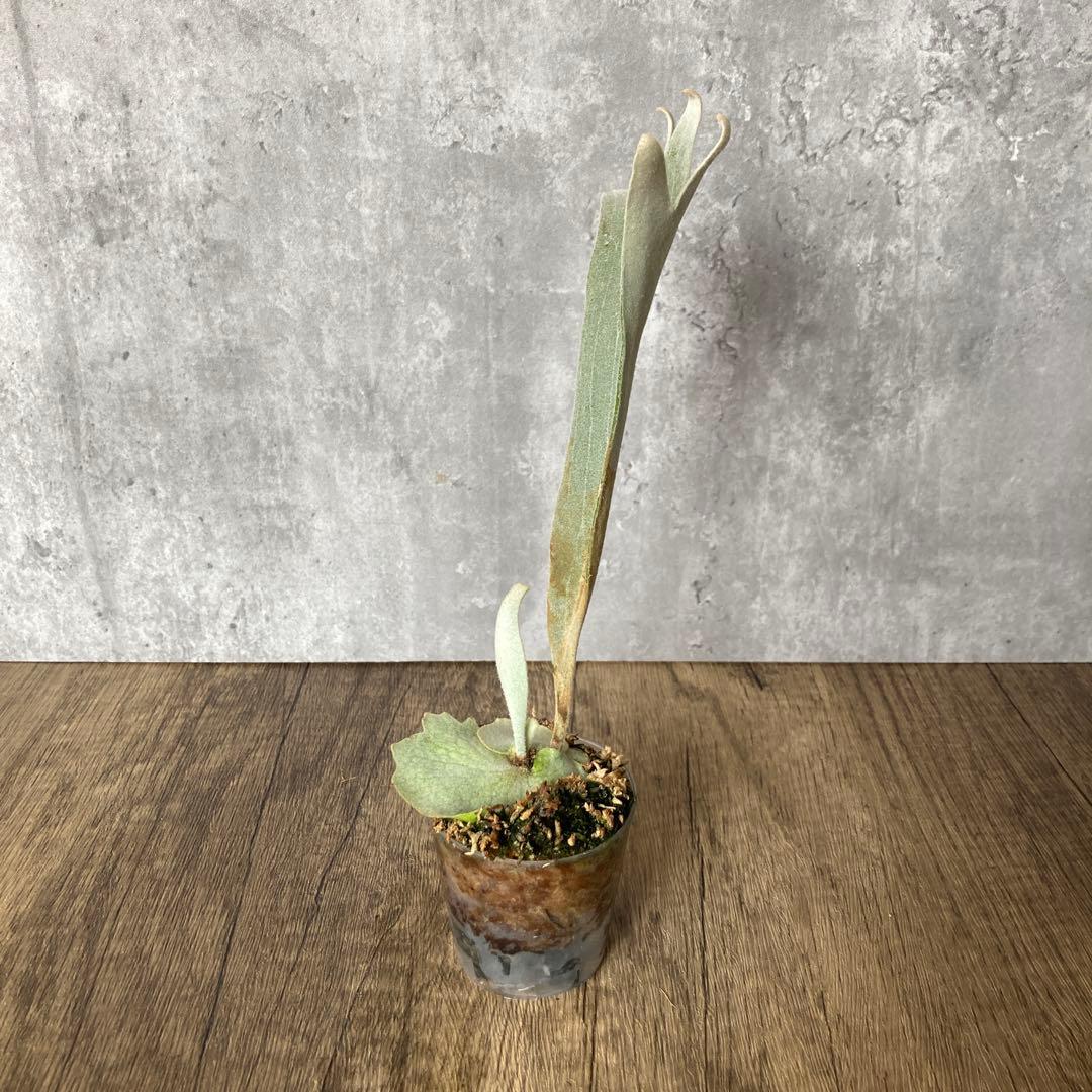 ビカクシダ ペドロ P.willinckii cv.Pedro OC株 ビカクシダ