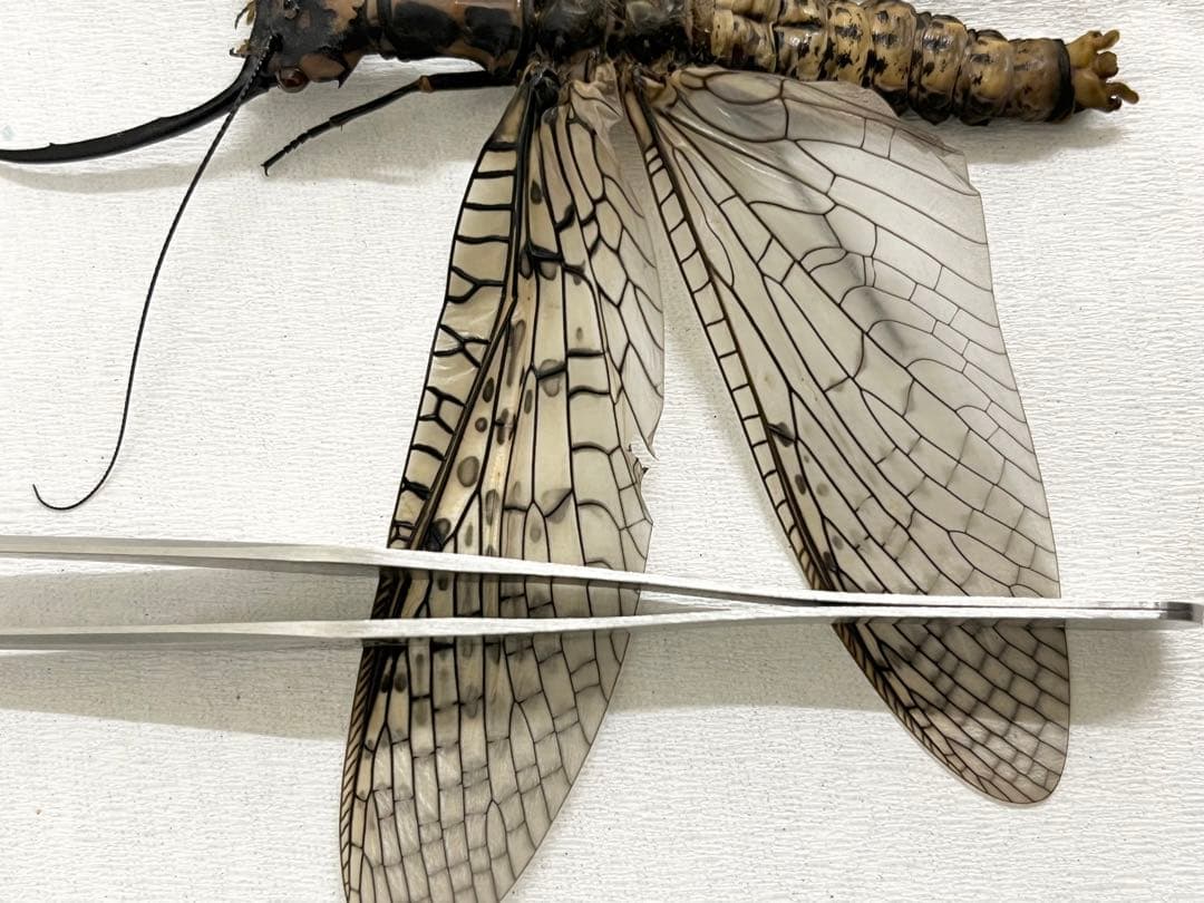 昆虫 標本 オオキバヘビトンボ 胸部に模様のある種類 125mm - メルカリ