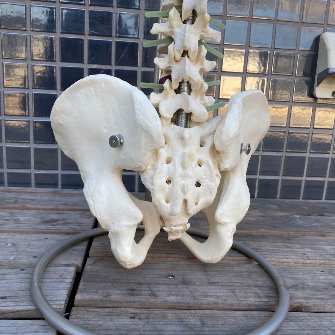 ⭐️新品 KIYOMARU 心臓模型 1.5倍大 10パーツ分解 医療 教育用途