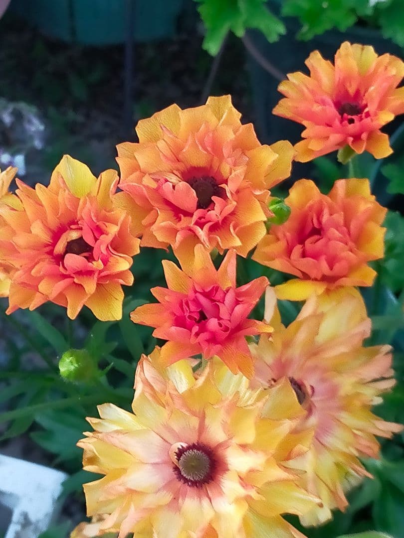 ラナンキュラスラックス ポスポロス、エウロペ - メルカリ