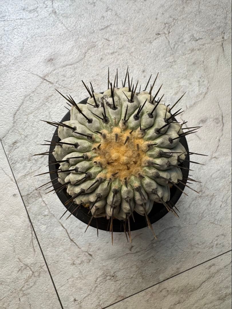 コピアポア　弧竜丸　コルムナアルバ　現地球 RAFLUMコレクション】コピアポア コルムナアルバ 