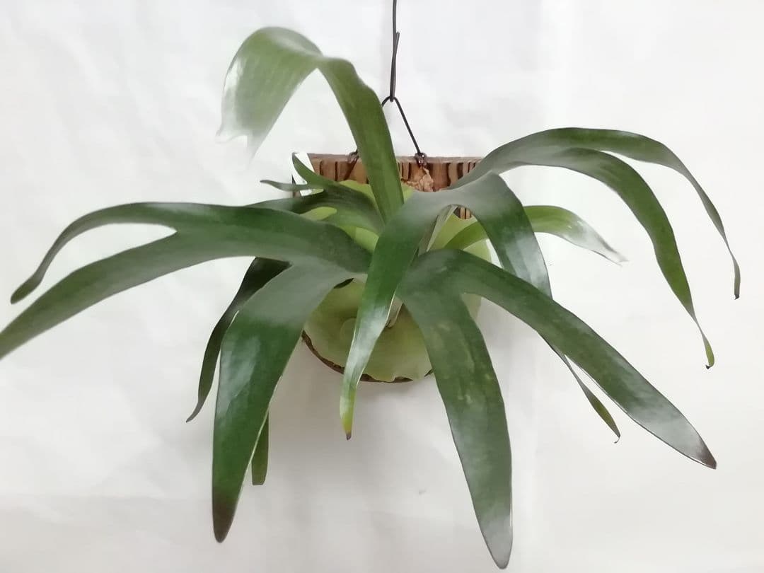 help help help様専用ビカクシダ 希少なビフルカッム - メルカリ