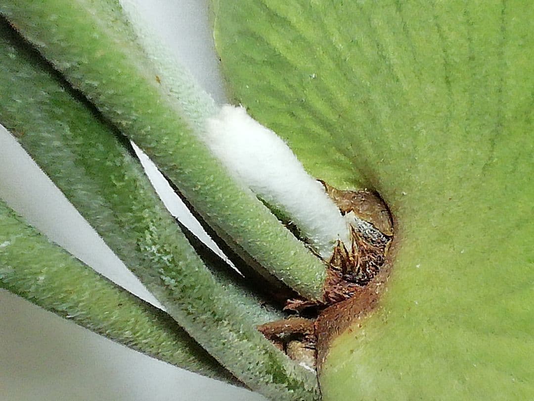 help help help様専用ビカクシダ 希少なビフルカッム - メルカリ