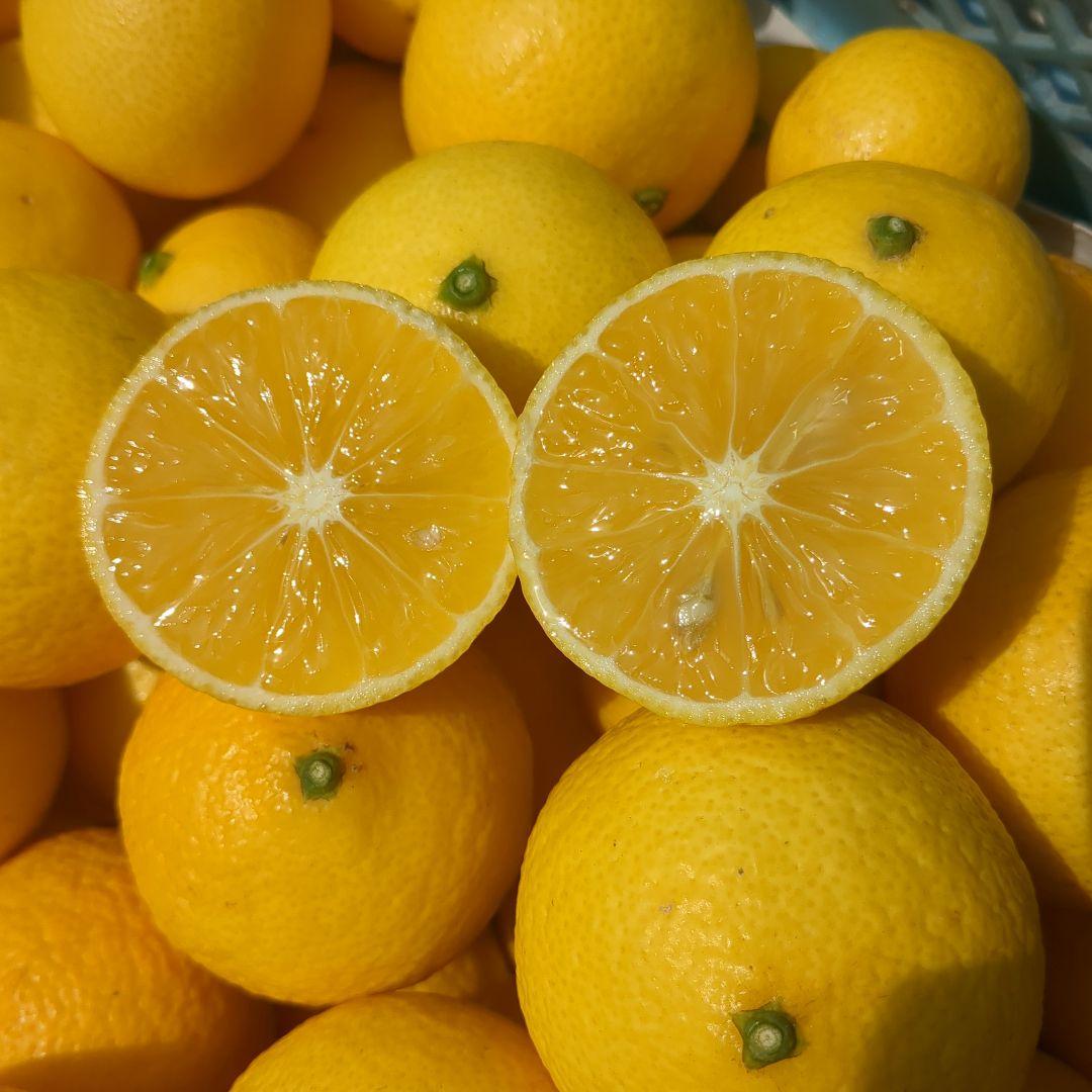 みつばち果樹園 湘南ゴールド 2.7kg サイズmix - メルカリ