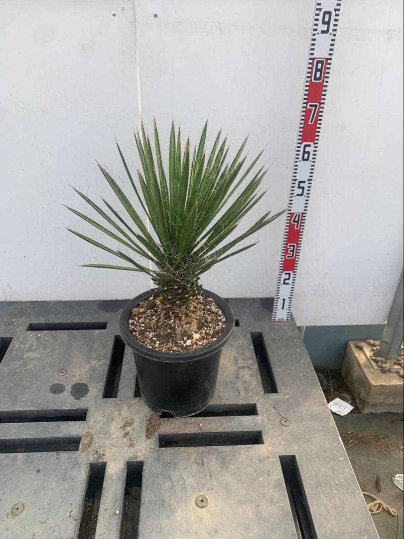 a*i様 ユッカ　フィリフェラ