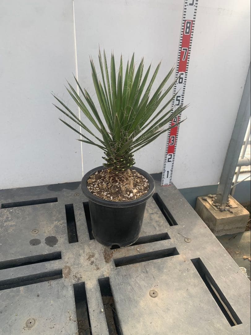 a*i様 ユッカ　フィリフェラ