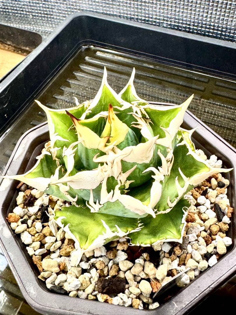 アガベ CJ Special（ホオジロタイプ） - メルカリ