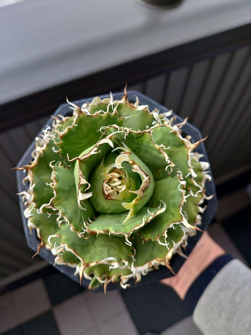 アガベ フィリグリー メルカリ便 子株付き