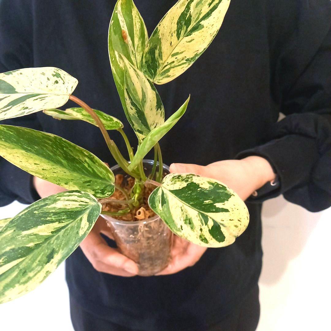 超希少 フィロデンドロン・エメラルドクイーン斑入 - メルカリ