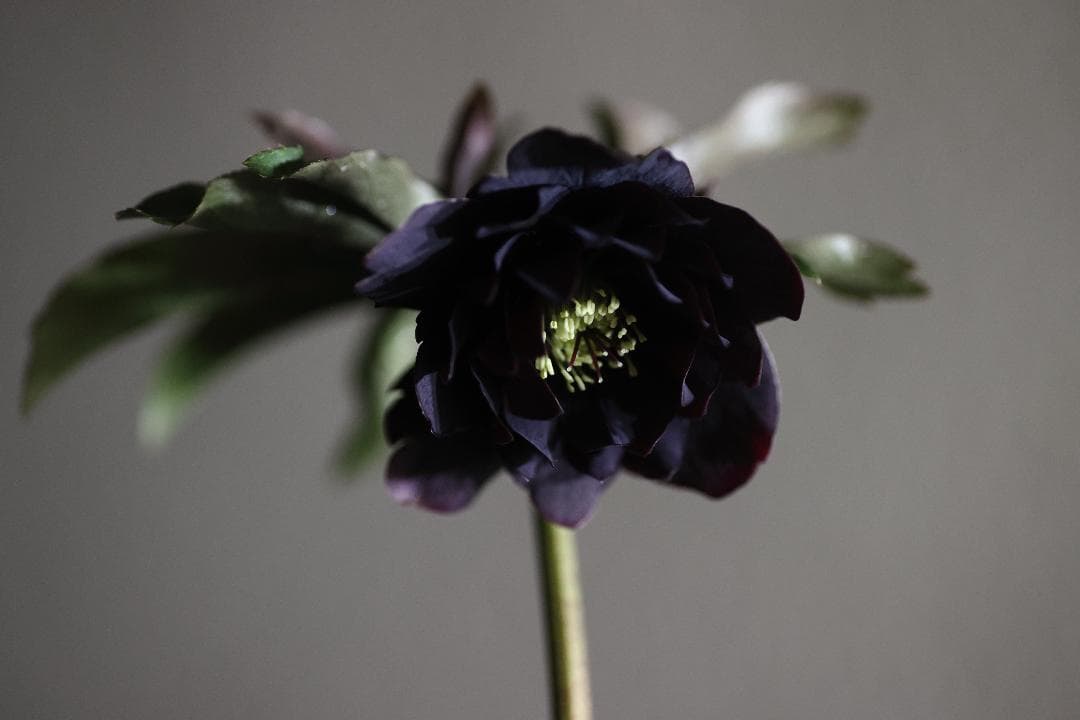 クリスマスローズ 開花株 八咫烏hyb - メルカリ