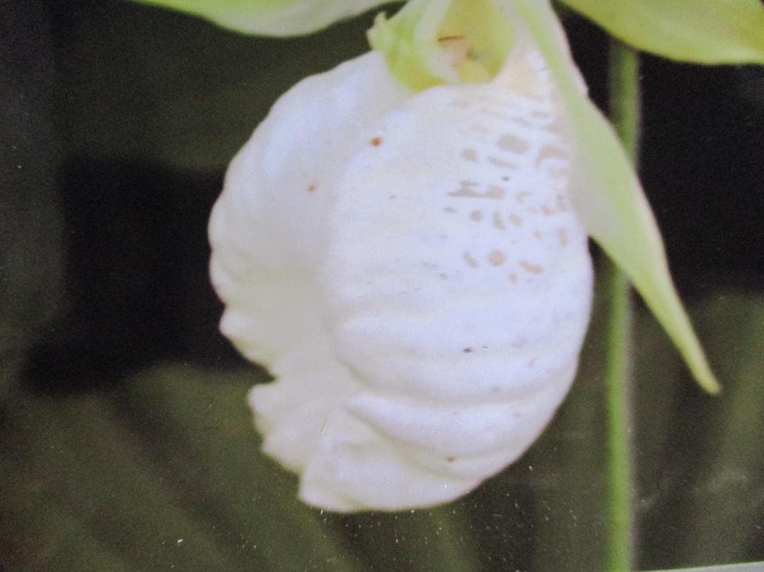 山野草、蘭、日本クマガイソウ純白系（素心）花芽2芽株 - メルカリ