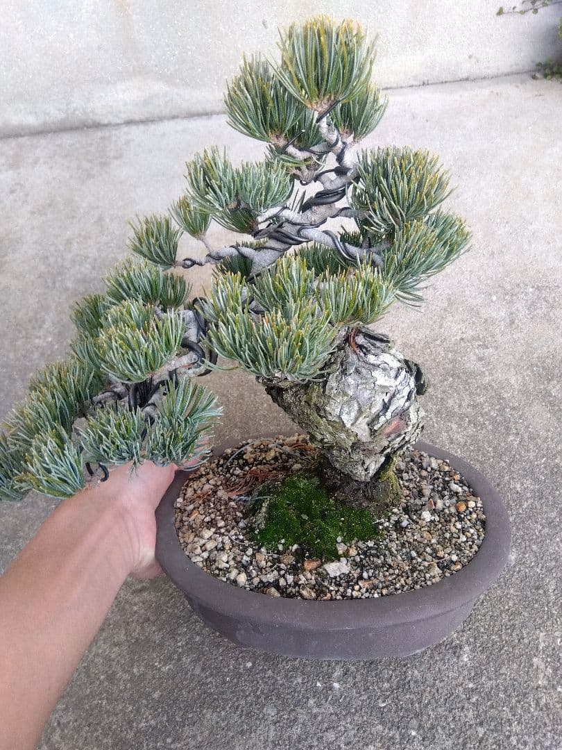 五葉松 盆栽 極太❗良樹形❗8号陶器鉢つき ③