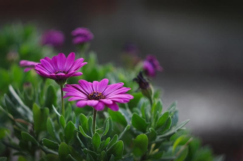 47【限定品】Art Photo Group 限定 未使用品 ヘリオス44-2 - メルカリ