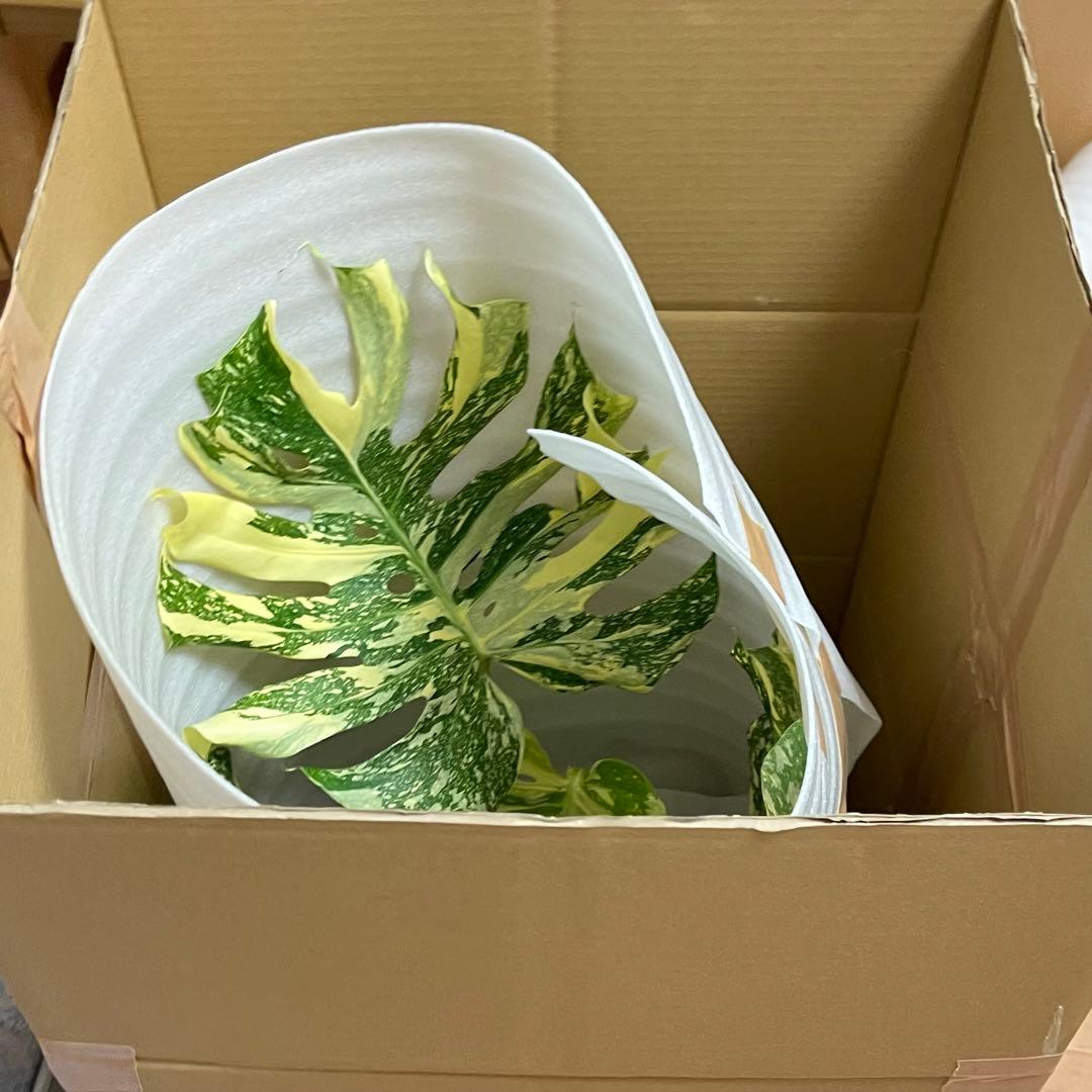 モンステラ デリシオーサ クリームブリュレ クレームブリュレ 確認用