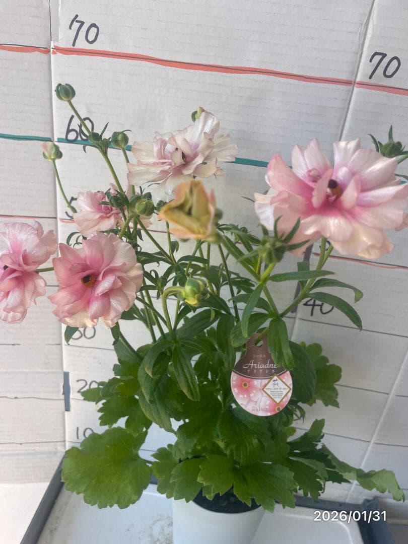 NEO　　ラナンキュラス ラックス 　6鉢 園芸ネット本店｜ラナンキュラス：ラックス ニノス6号鉢植え の通販