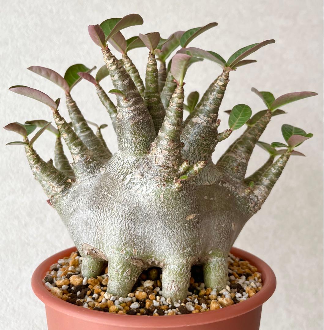 このみ様 リクエスト 2点 まとめ商品 みみ様 リクエスト 2点 まとめ商品 - メルカリ