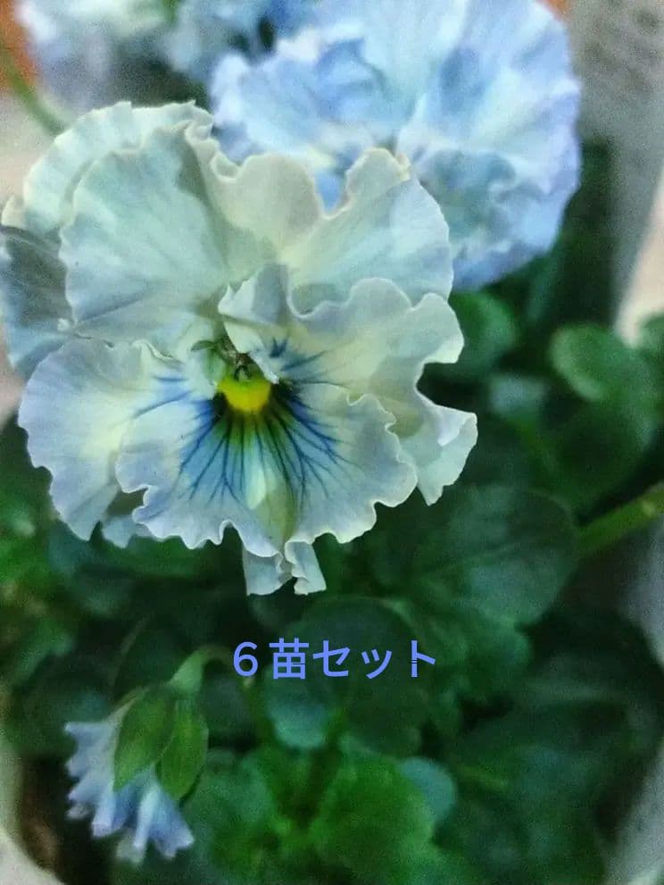 桂楓園 ビオラレディ フェデネージュブルー マジックアワー