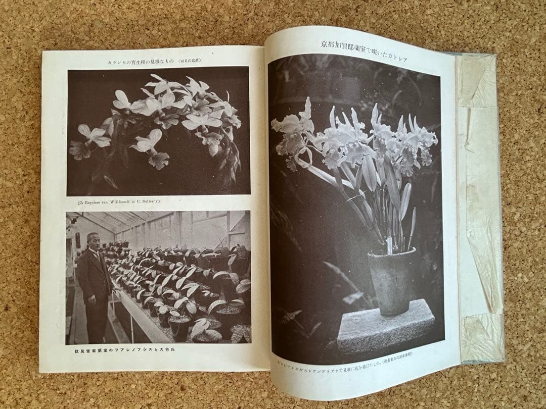 東洋蘭と西洋蘭 実際園芸叢書 第十四編 - メルカリ