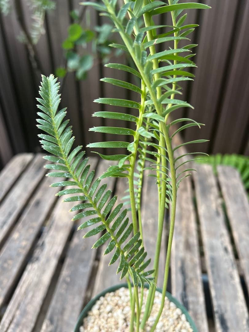 タイムセール】ディオーン・エデュレ / 国内実生 ソテツ 多肉 希少 レア