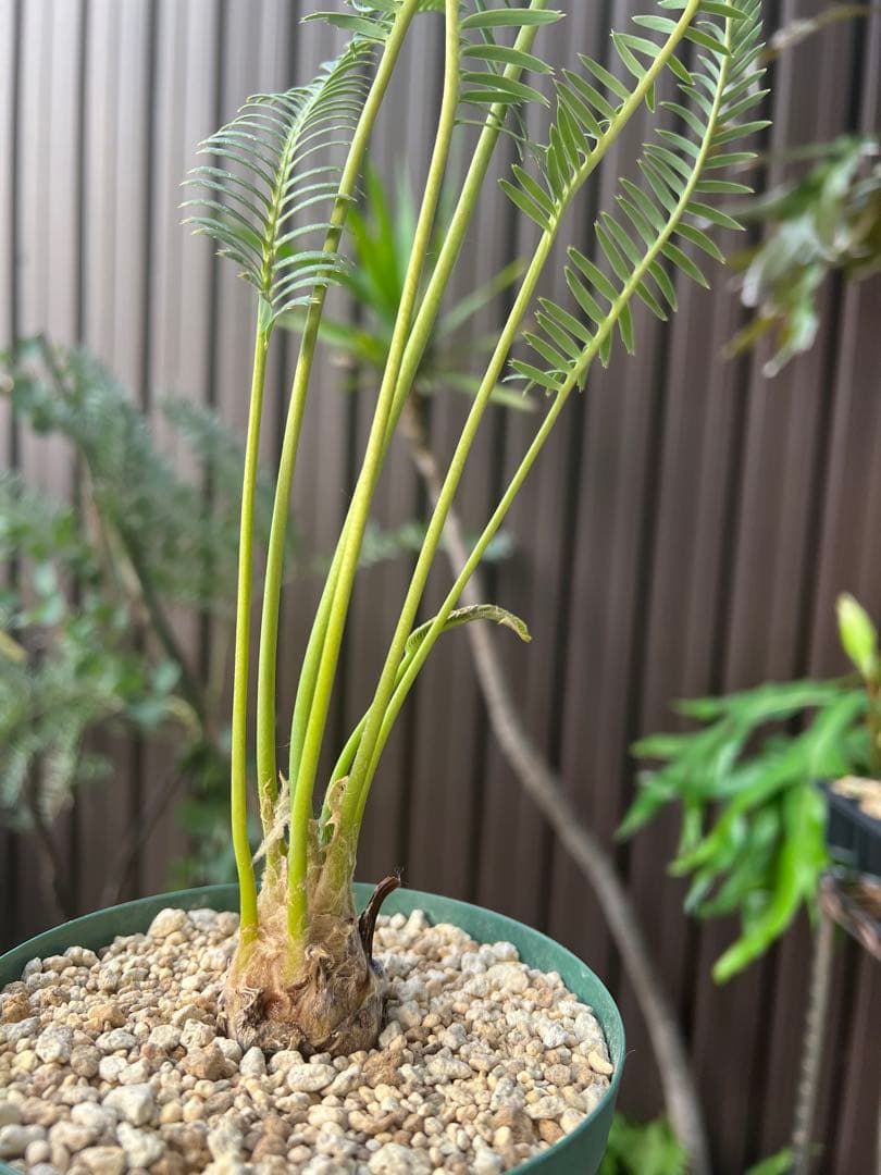 タイムセール】ディオーン・エデュレ / 国内実生 ソテツ 多肉 希少 レア