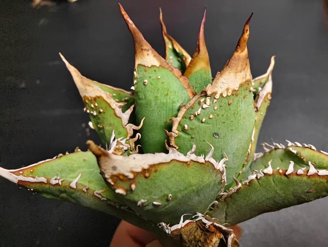 な*お様 アガベ チタノタ 麻花龍 極上強棘 美株 ブツブツ コレクシ Lize