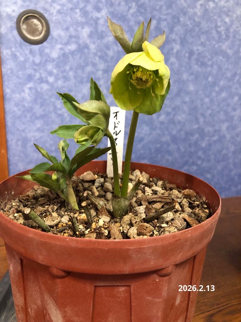 クリスマスローズ 原種 オドルス 緑 シングル 香り - メルカリ