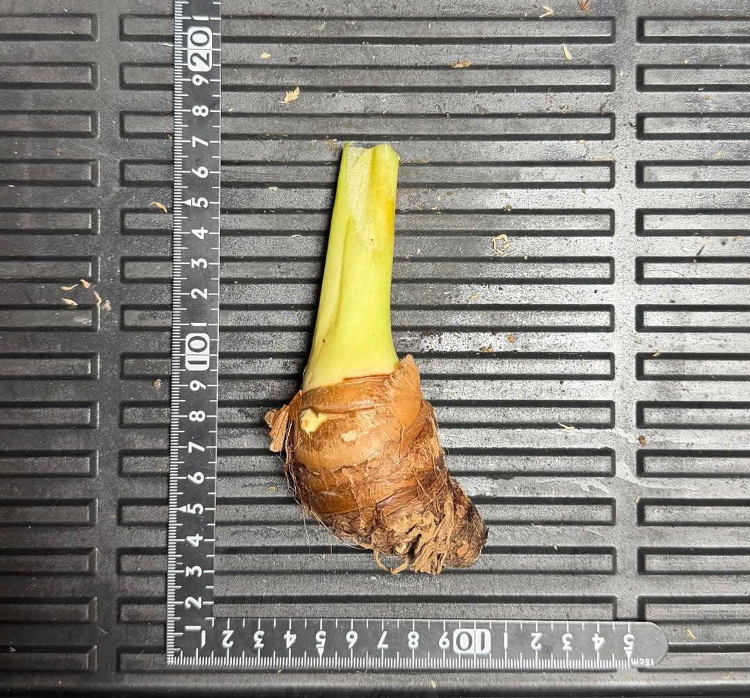 原種 世界最大 アロカシア ロブスタ サトイモ科 アロイド パルダリウム