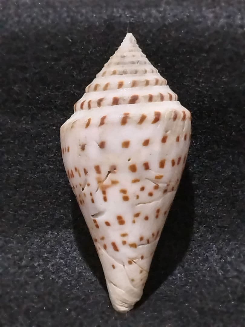 貝殻 ≪稀少≫ コブットウイモ (イモガイ科) コゲスジイモガイ（自然）【約7～8cm/1個】 En: Conus Figulinus