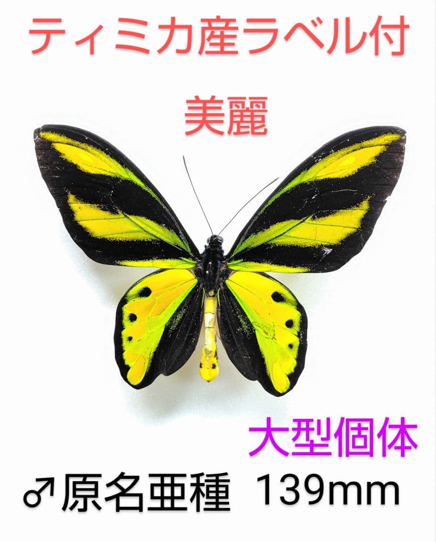チトヌストリバネアゲハ♂標本ティミカ産大型美麗個体 139mm 迫力 チトヌストリバネアゲハ♂標本ティミカ産大型美麗個体 139mm 迫力