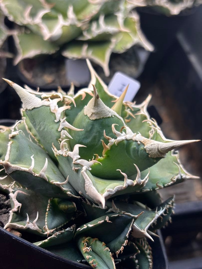 ivory w.a アイボリーivory wa ウィレム氏アガベチタノタ大白鯊 Yahoo!オークション -「アガベ ivory w.a」の落札相場・落札価格