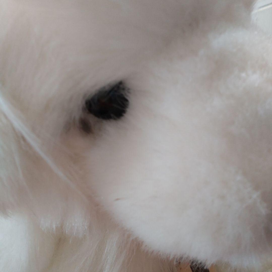 kei 様 三英 グレートピレニーズ レトロ 日本製アクリル70センチ