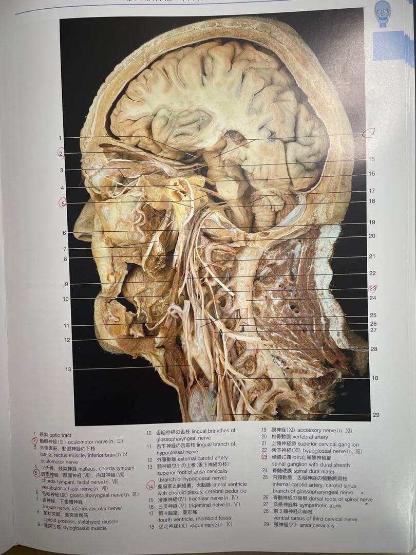 りか様専用】 解剖学カラーアトラス 第8版 - メルカリ
