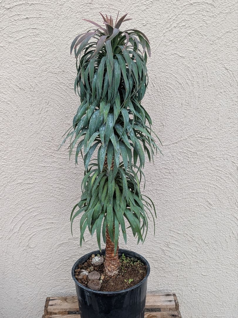 【現品・鉢まま出荷】超かっこいい　ユッカ　デスメティアーナ