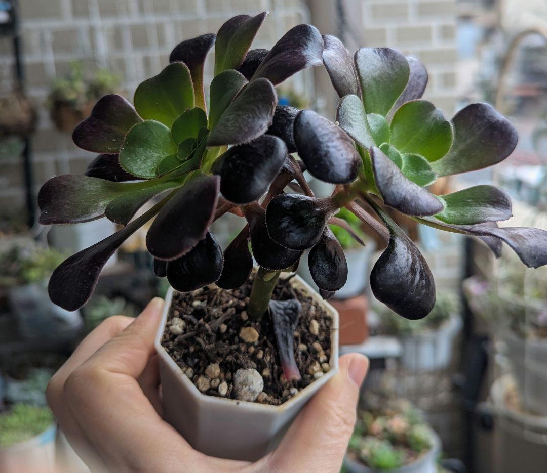 多肉植物 アエオニウム 魅金ローズ 抜き苗 - メルカリ