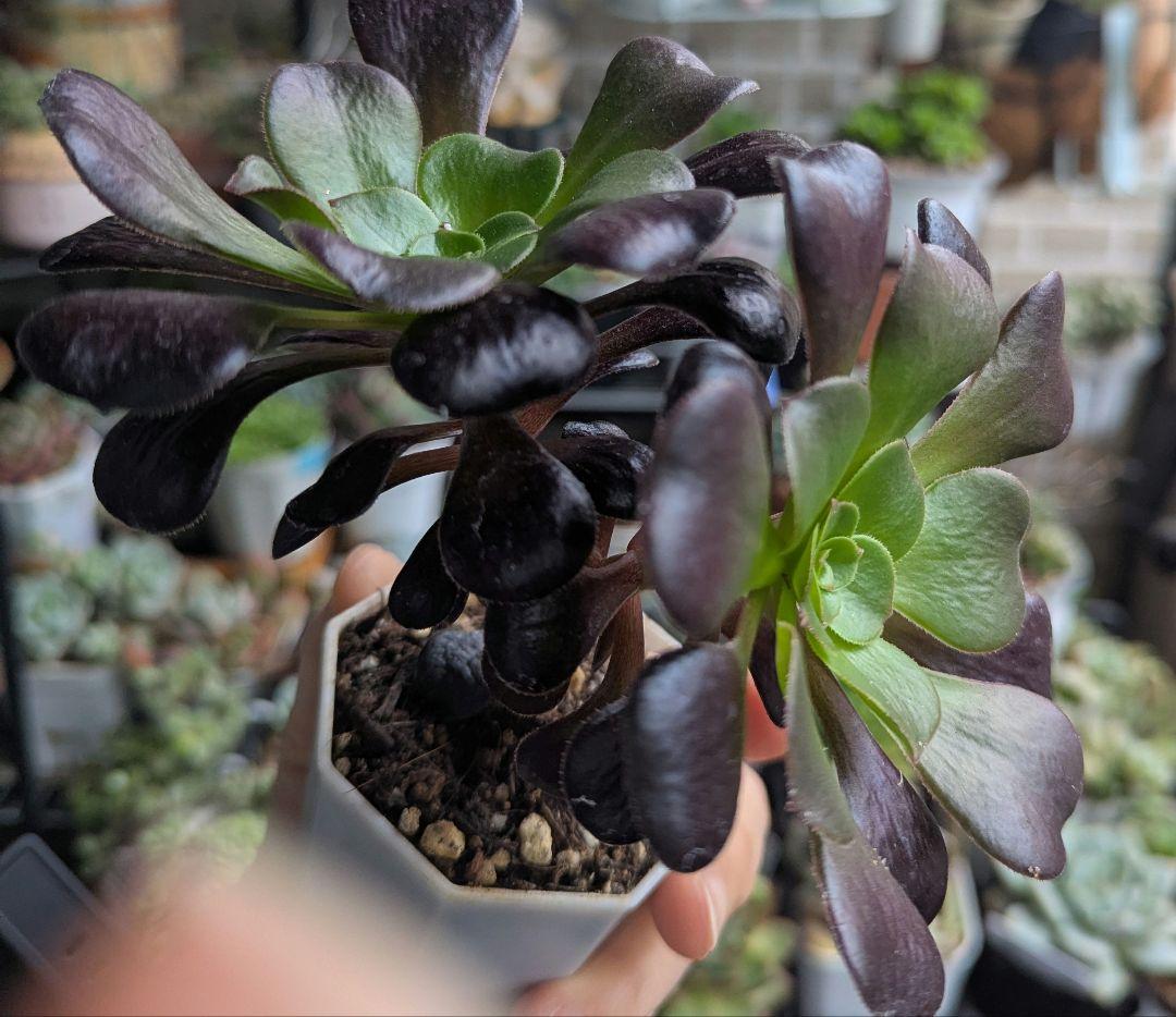 多肉植物 アエオニウム 魅金ローズ 抜き苗 - メルカリ