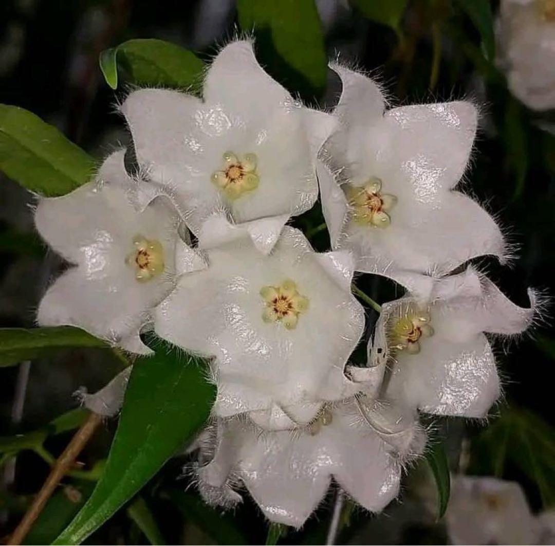 新着 新種 超レア 原種 ホヤ パラディセア サクララン 鉢花 - メルカリ