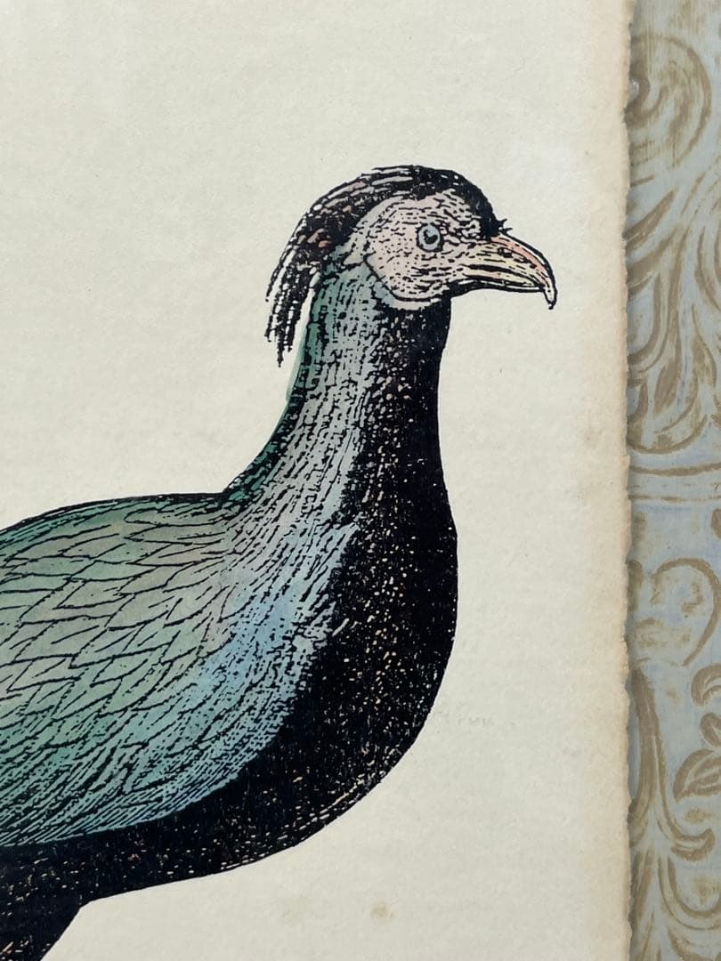 額入り水彩画壁掛け 孔雀 Geucled Plumes 1280