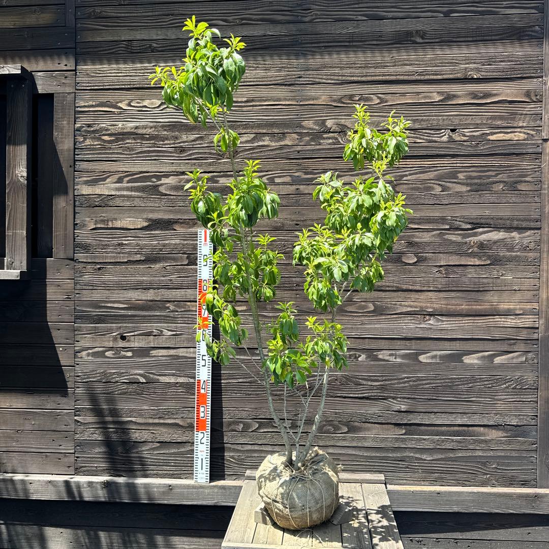 ソヨゴ/（メス）株立ち【現品発送】管理70312