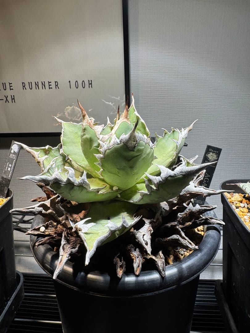 Heart Plants産 オアハカオテロイ 現地球 現地株 子株 アガベ - メルカリ