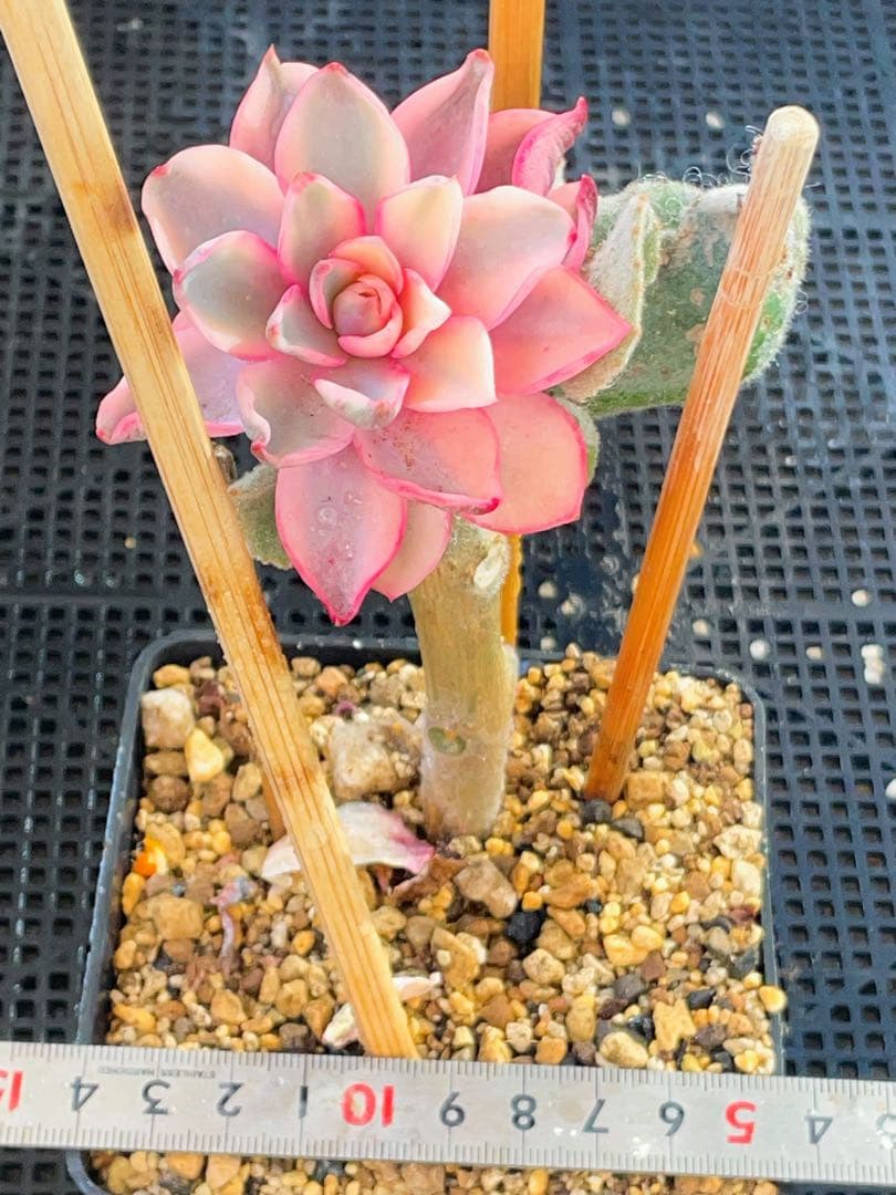 Top【選抜株】多肉植物 23567カーニバル 10個 鉢無し/脱土 Top【選抜株