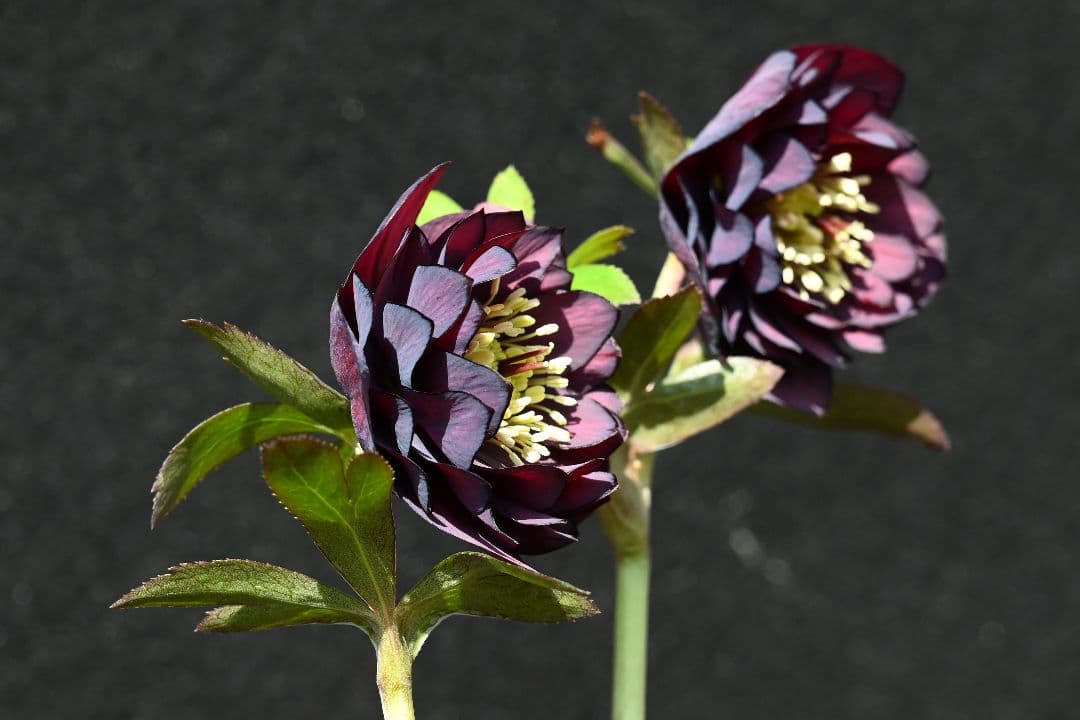 クリスマスローズ 多弁系ダークパープル 加藤農園 - メルカリ