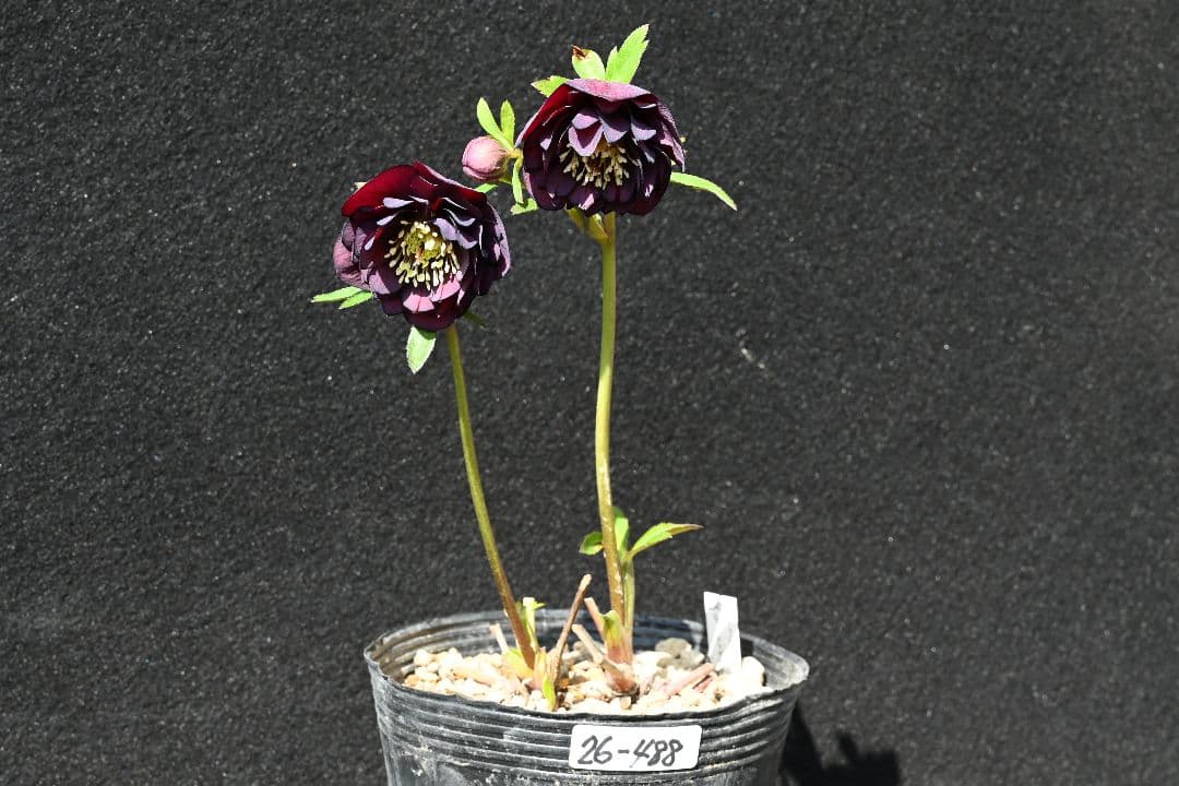 クリスマスローズ 多弁系ダークパープル 加藤農園 - メルカリ