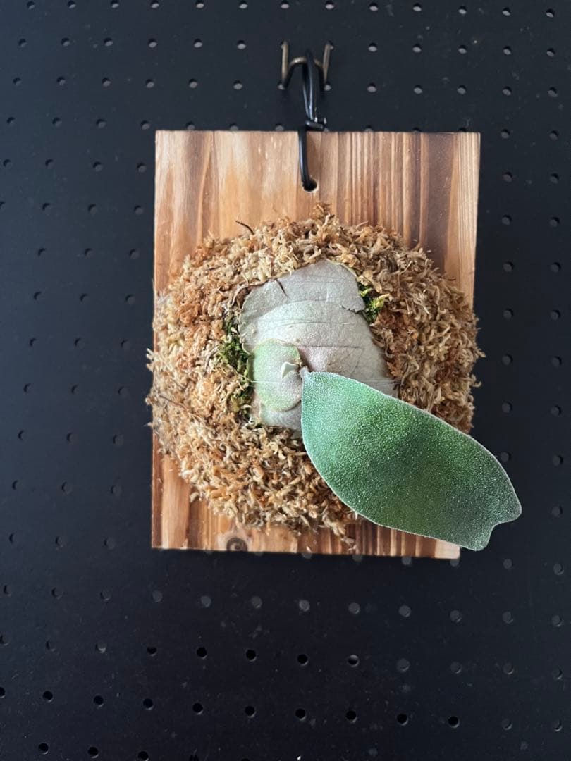 P.veitchii High Finger Wide Leave ILF OC - メルカリ